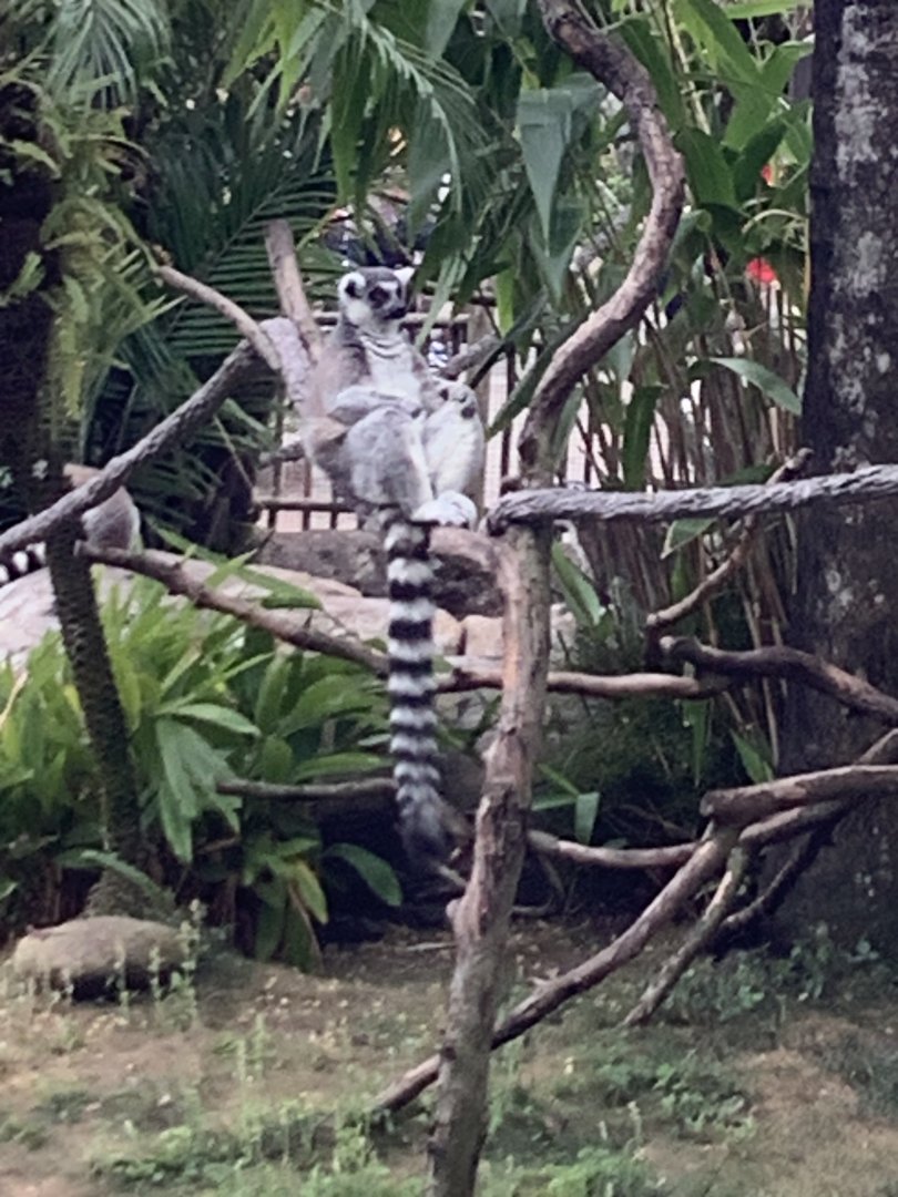 Ring Tailed Lemurs 3/18/24