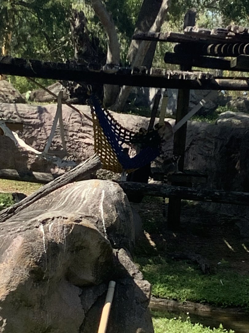 Ring-Tailed Lemurs 3/21/24