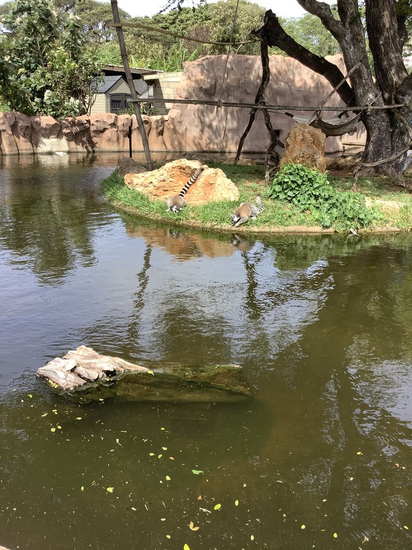 Ring-Tailed Lemurs 3/25/23