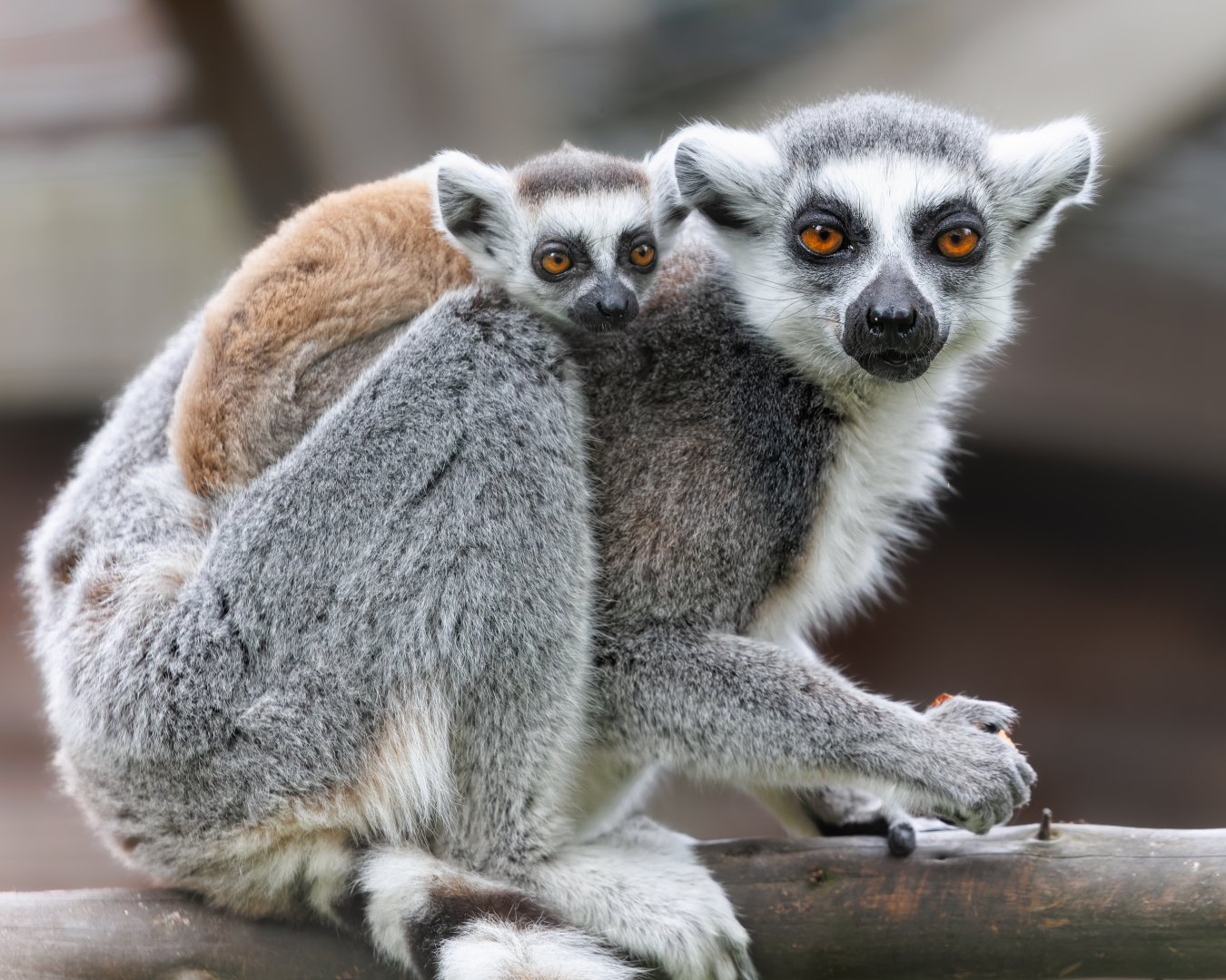 Ring tailed Lemurs / 3-5-22 / Hamerton