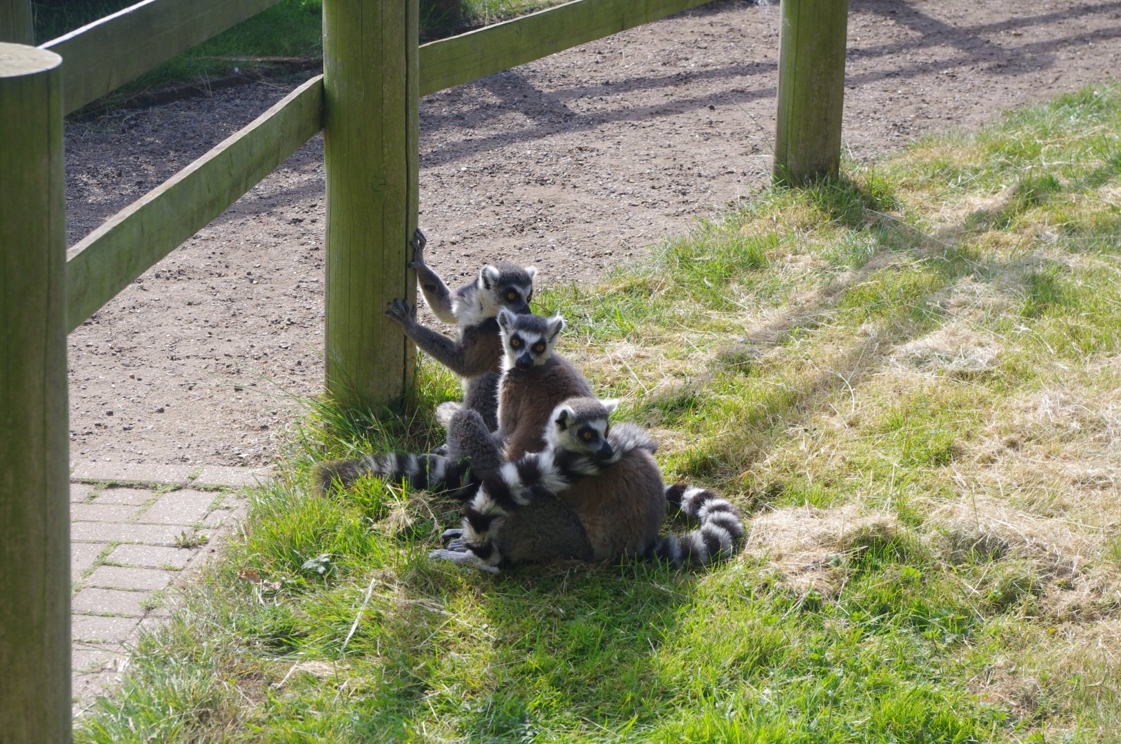Ring-tailed Lemurs- 3/6/2022