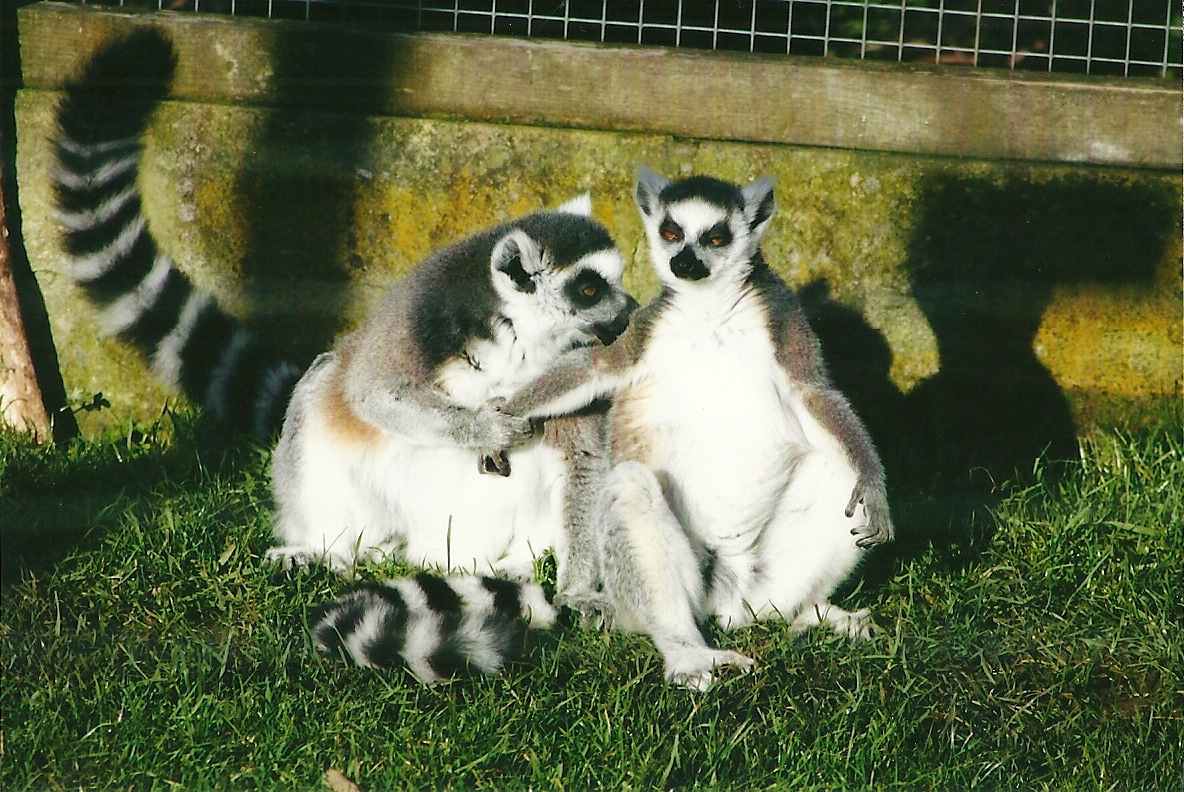 Ring-tailed Lemurs 4th January 2013