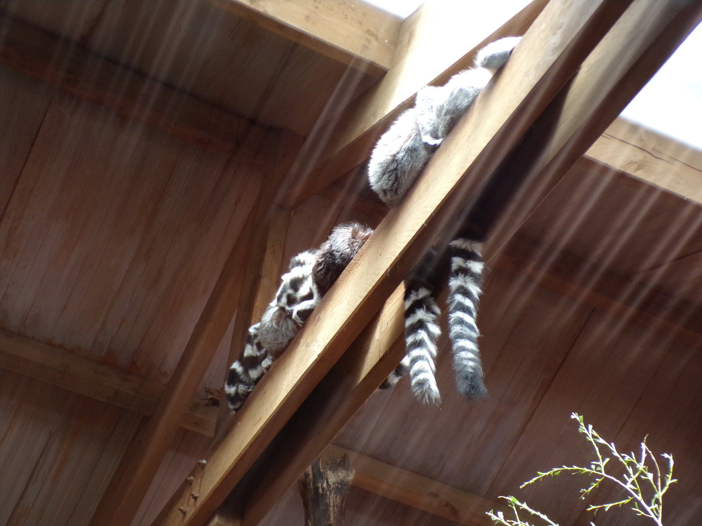 Ring-tailed lemurs 6.7.23