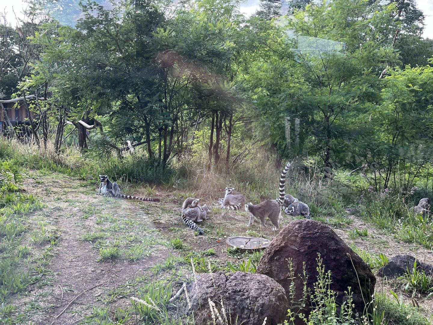 Ring-tailed lemurs 6.7.23