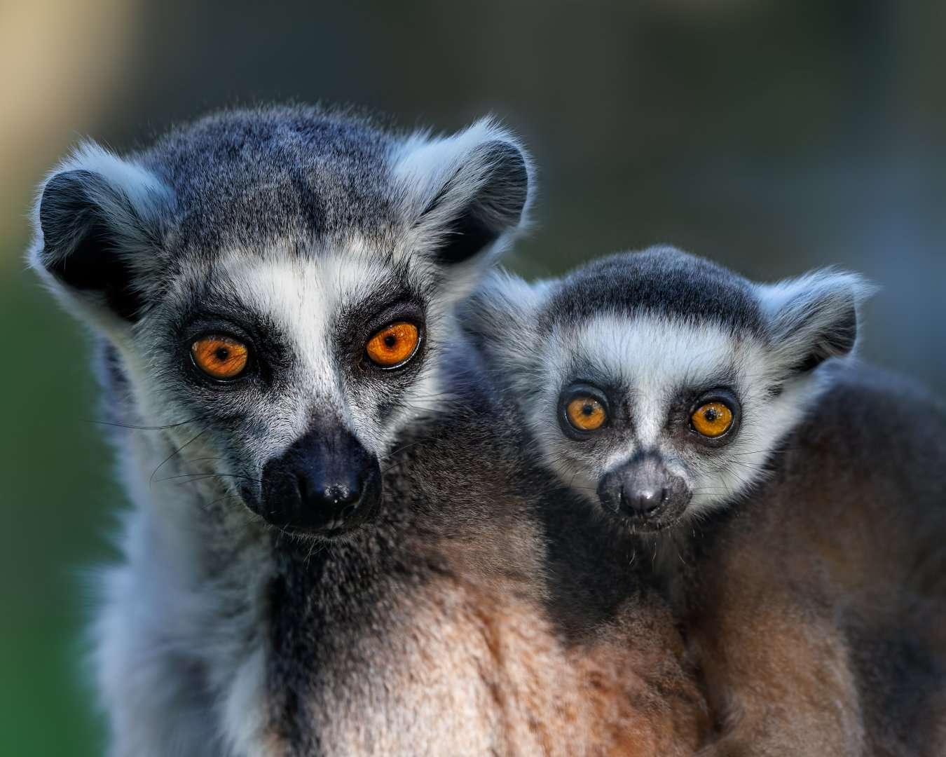 Ring tailed Lemurs / 7-6-22 / Hamerton
