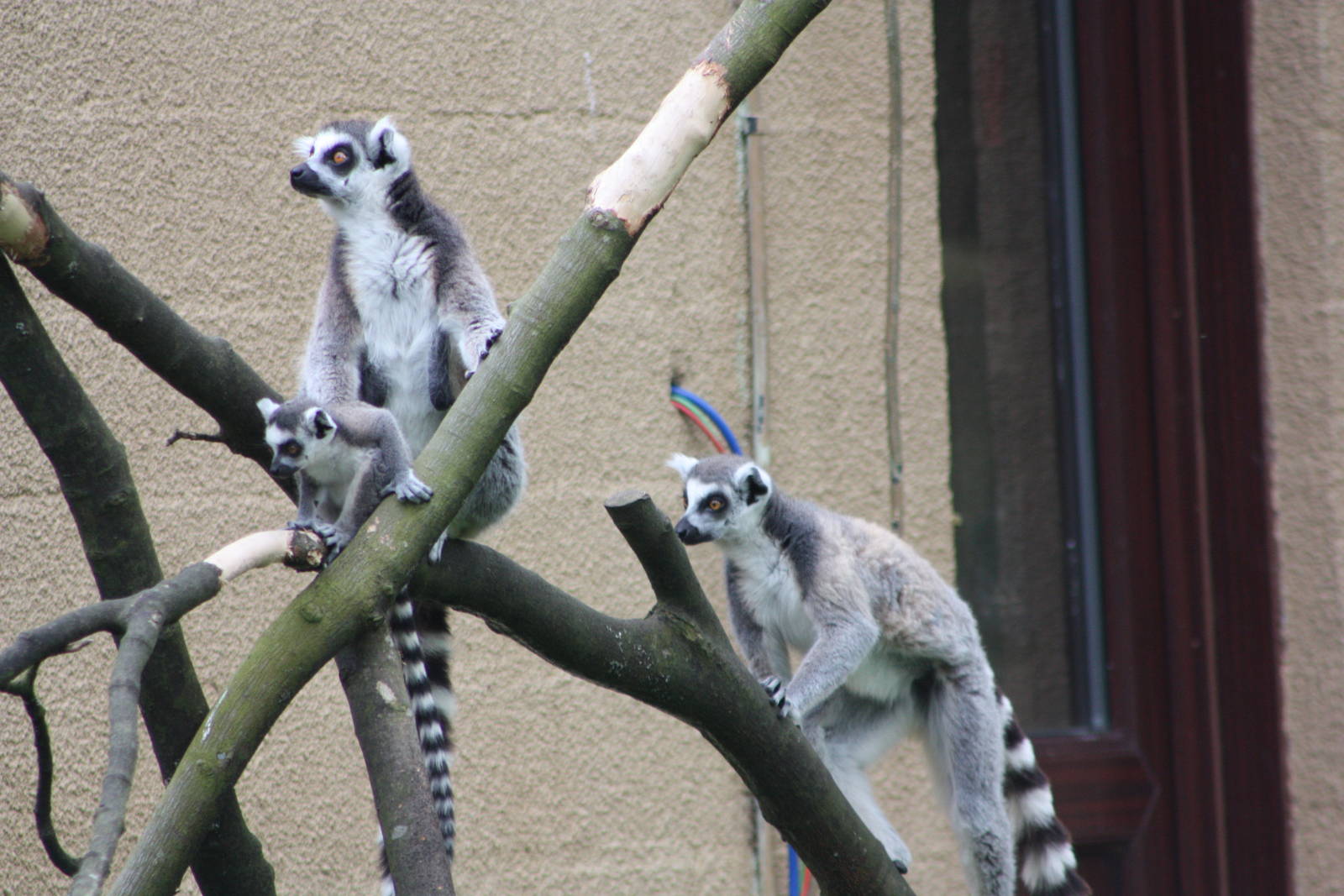Ring-tailed Lemurs, 7th July 2014