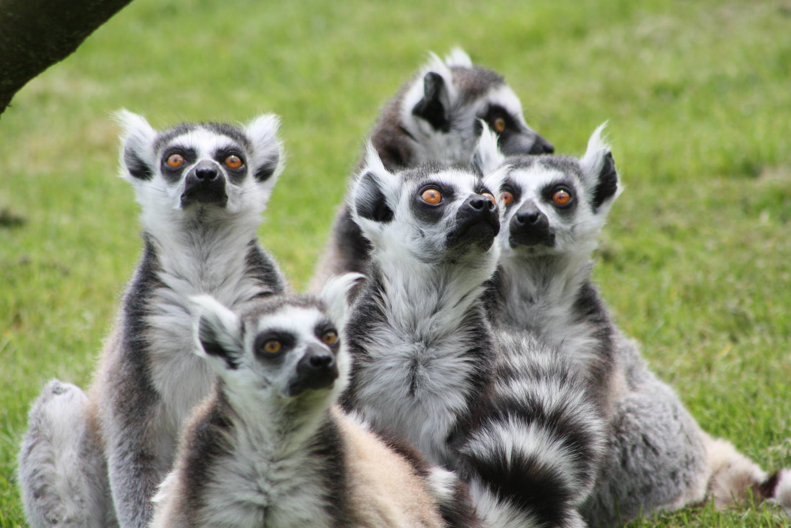 Ring-tailed Lemurs, 9th June 2014