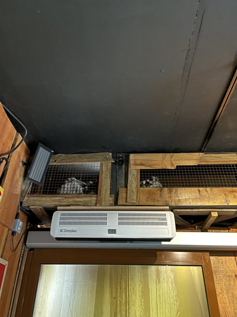Ring-tailed lemurs above heater 12.2.25