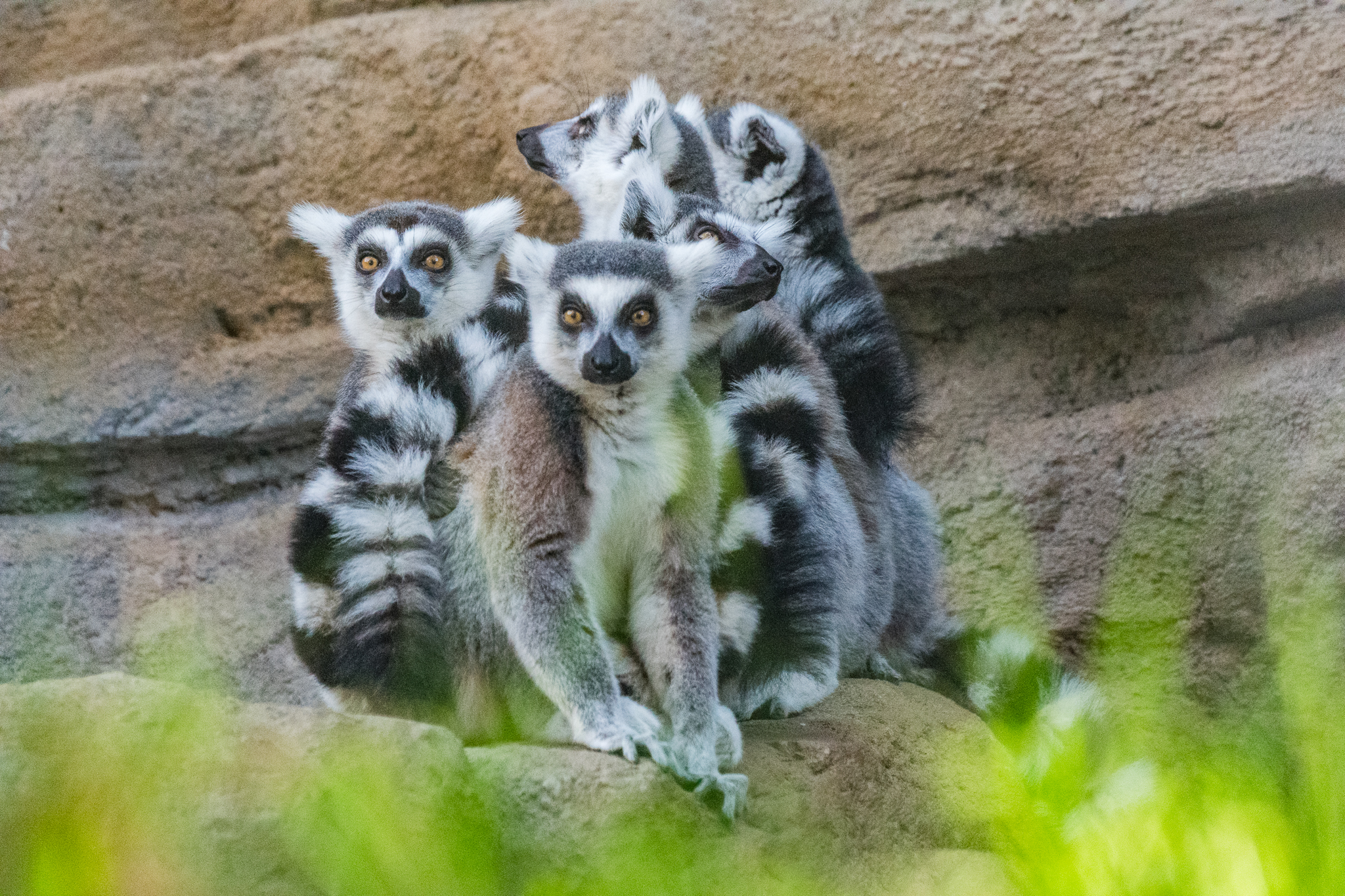 Ring-tailed lemurs-Africa Rocks