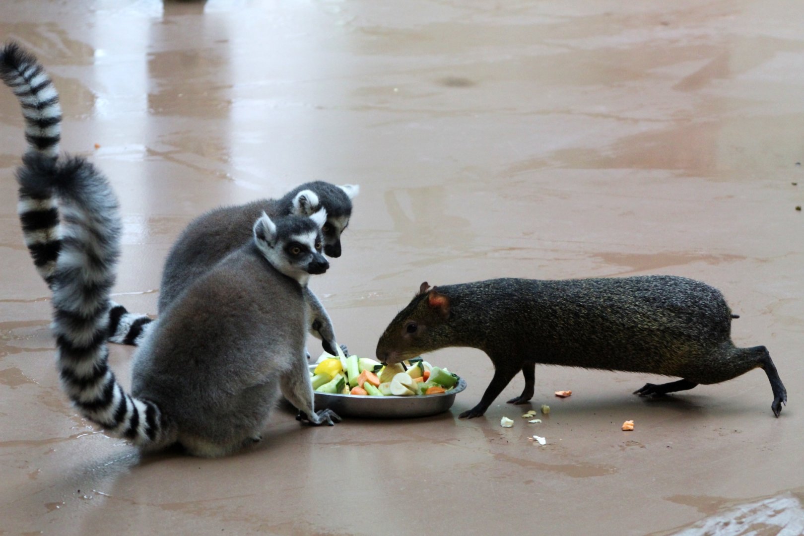 Ring-tailed Lemurs & Agouti Sharing Lunch