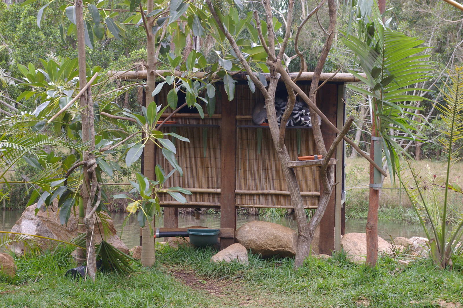 ring-tailed lemurs, Alma Park Zoo
