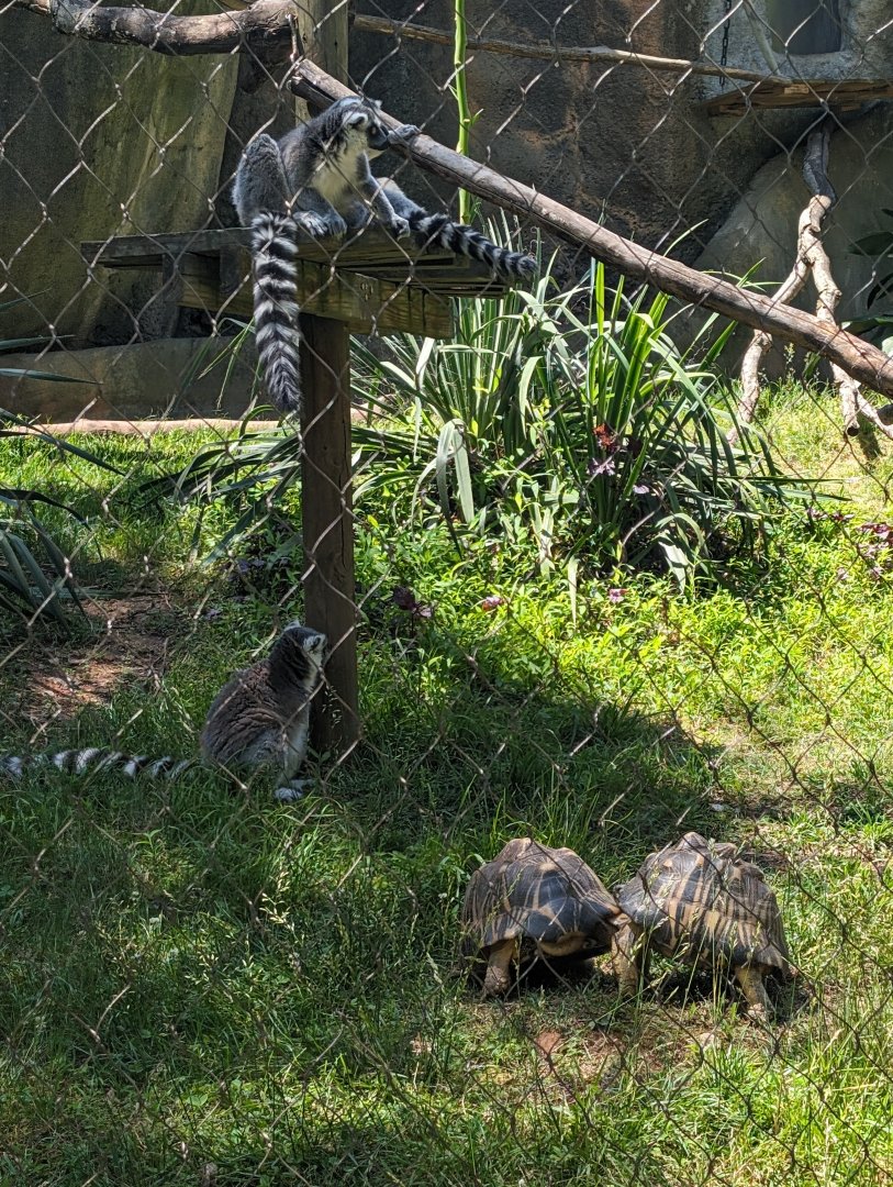 Ring-tailed Lemurs and Radiated Tortoises