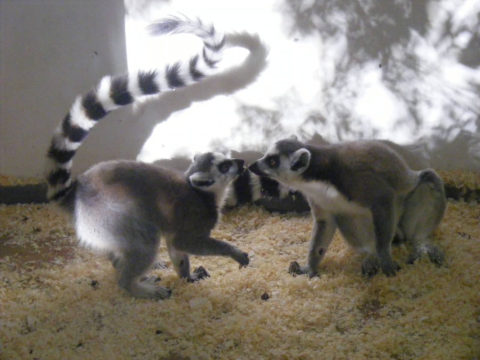 Ring-tailed lemurs at Beale Park, 24 October 2010