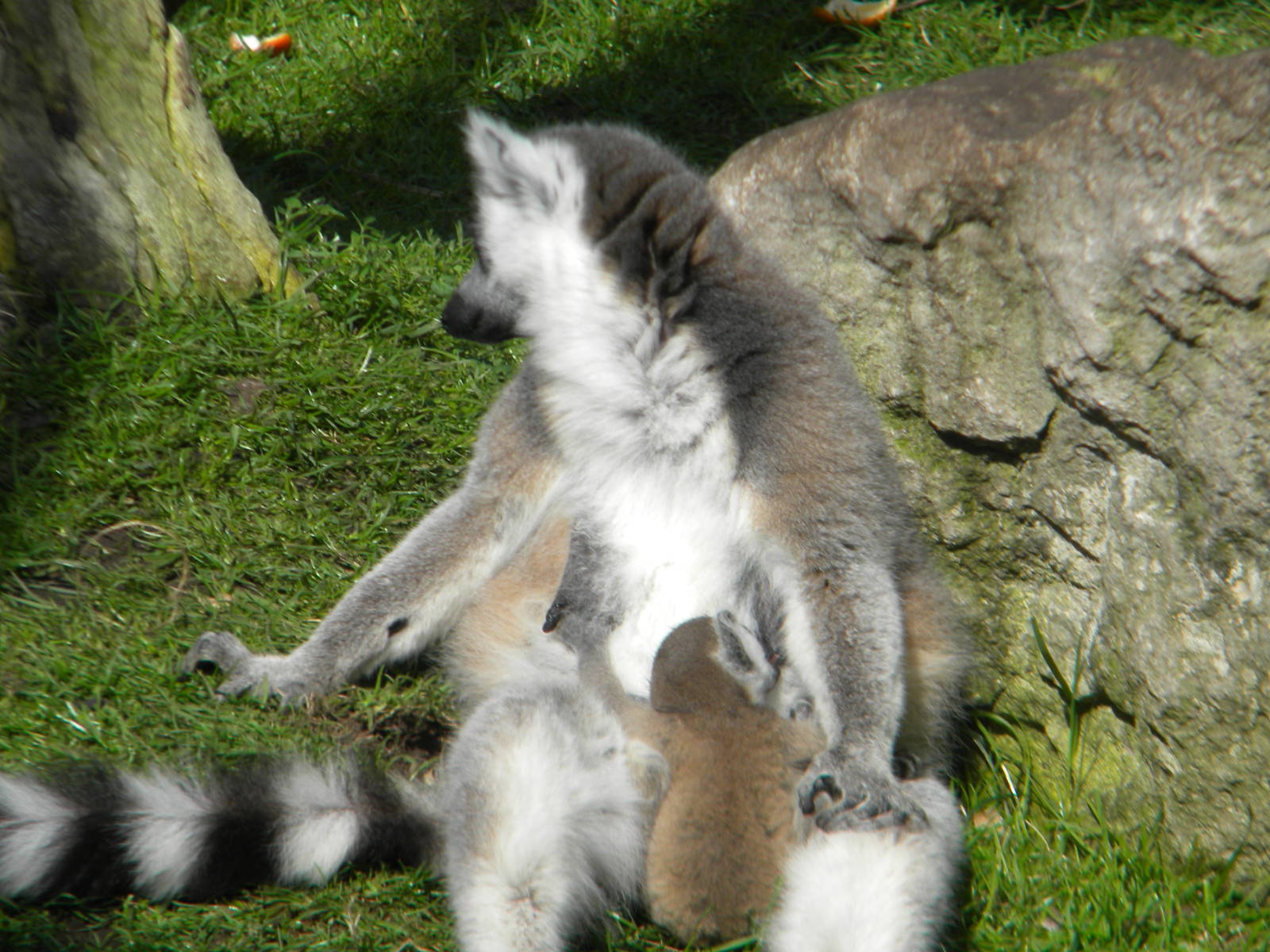 Ring Tailed Lemurs at Blackpool Zoo 10th April 2011