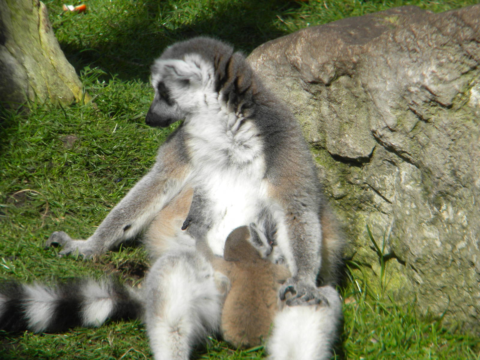 Ring Tailed Lemurs at Blackpool Zoo 10th April 2011