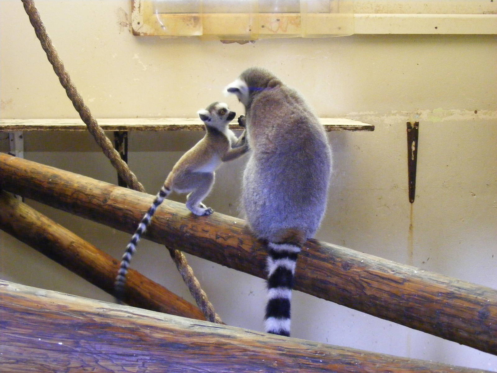 Ring-tailed lemurs at Blackpool Zoo, 13 June 2011