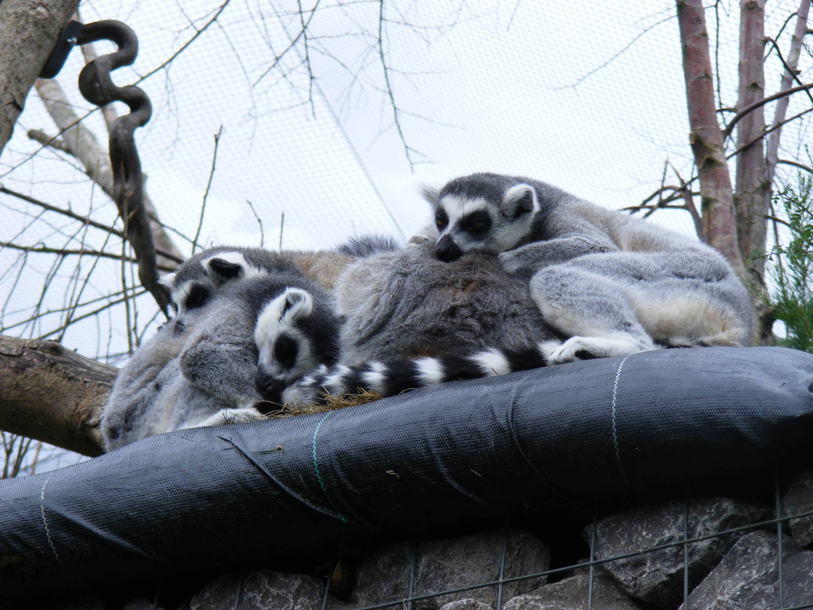 Ring-tailed lemurs at Bristol Zoo, 1 August 2010