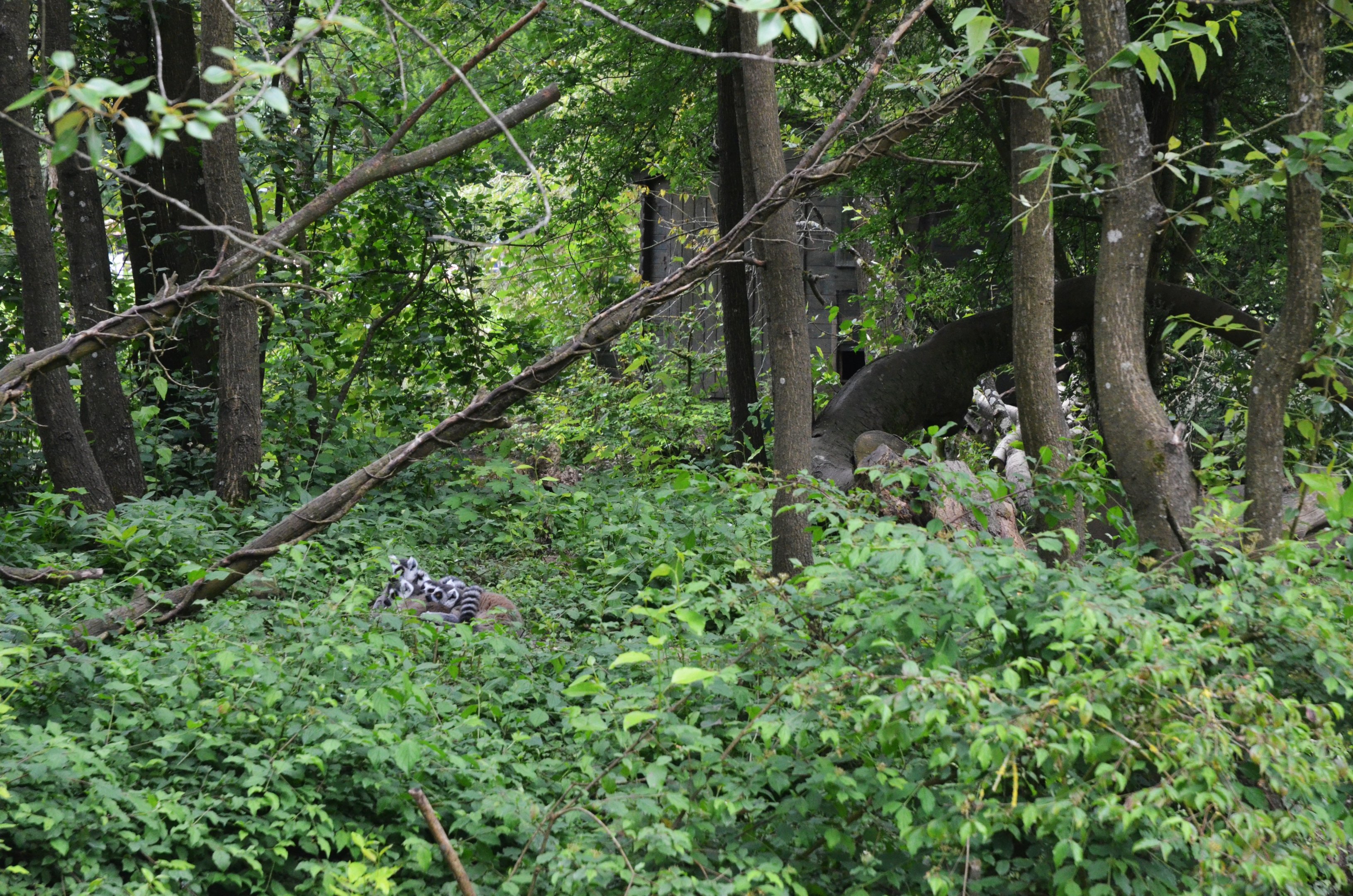 Ring-tailed Lemurs at Clères, 16/06/18