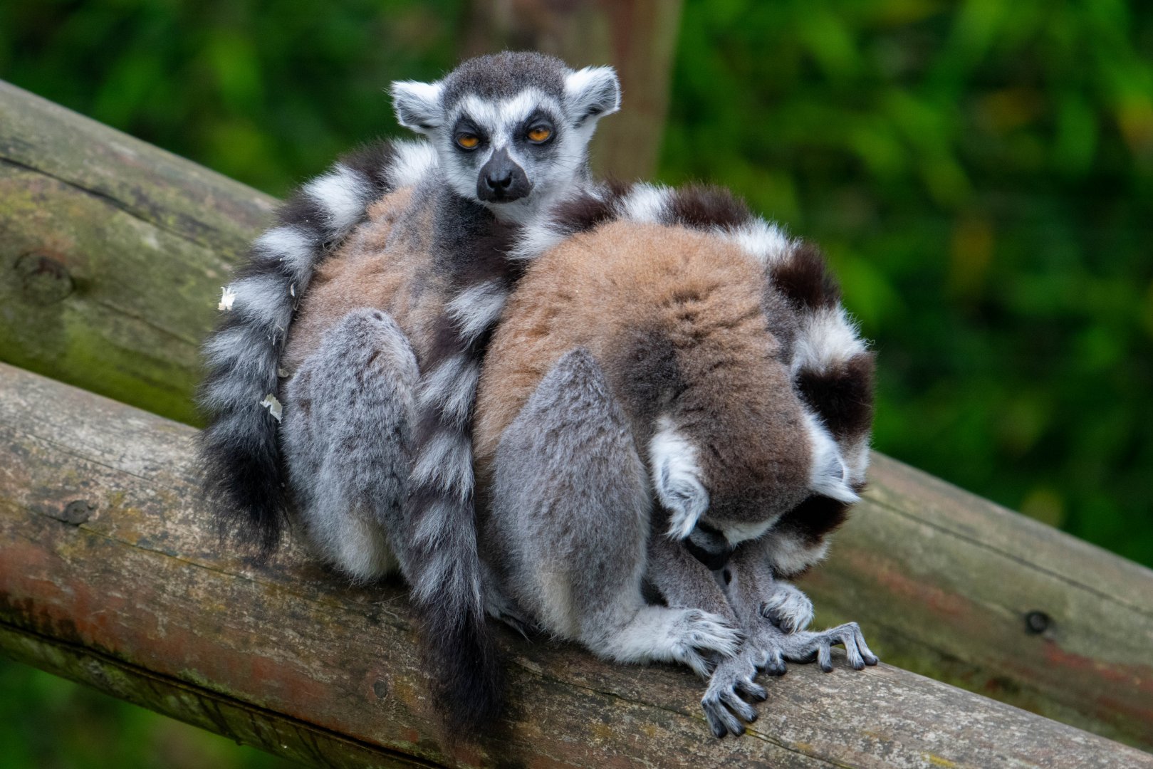 Ring Tailed Lemurs at Colchester Zoo