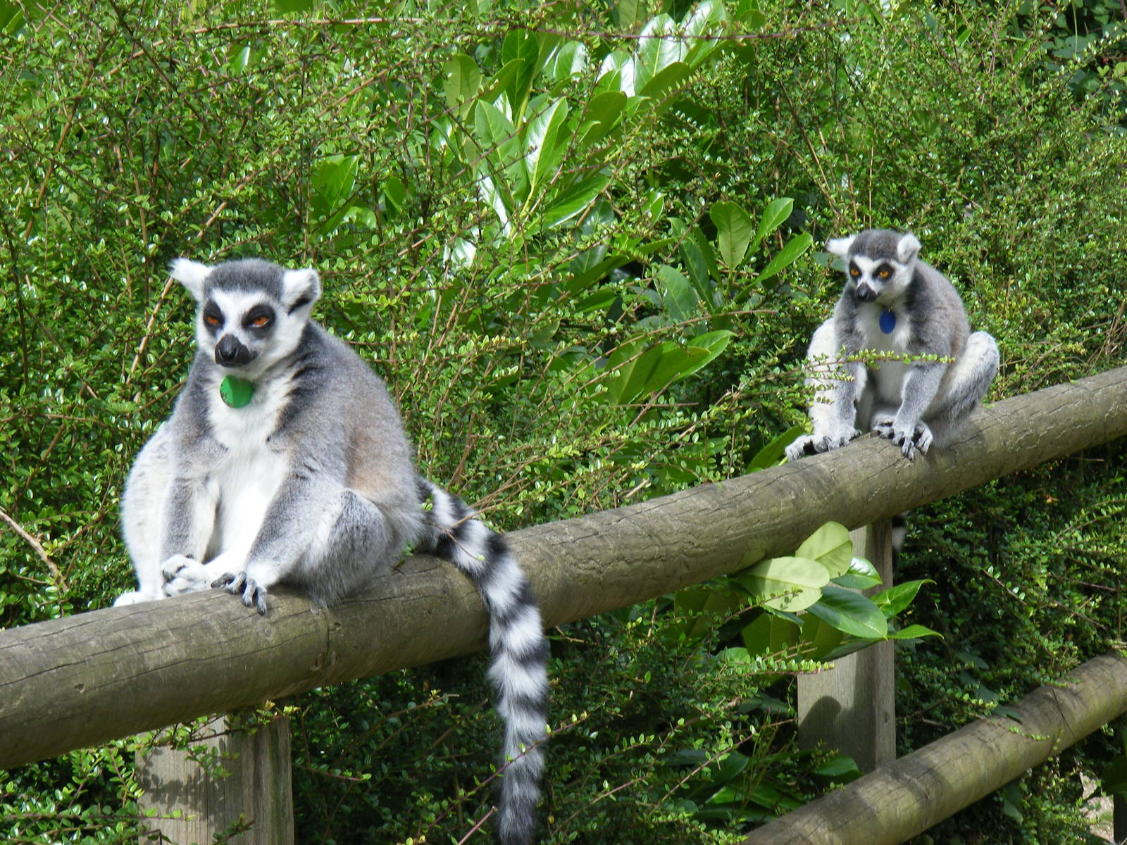 Ring-tailed lemurs at Dudley Zoo, 28 August 2010