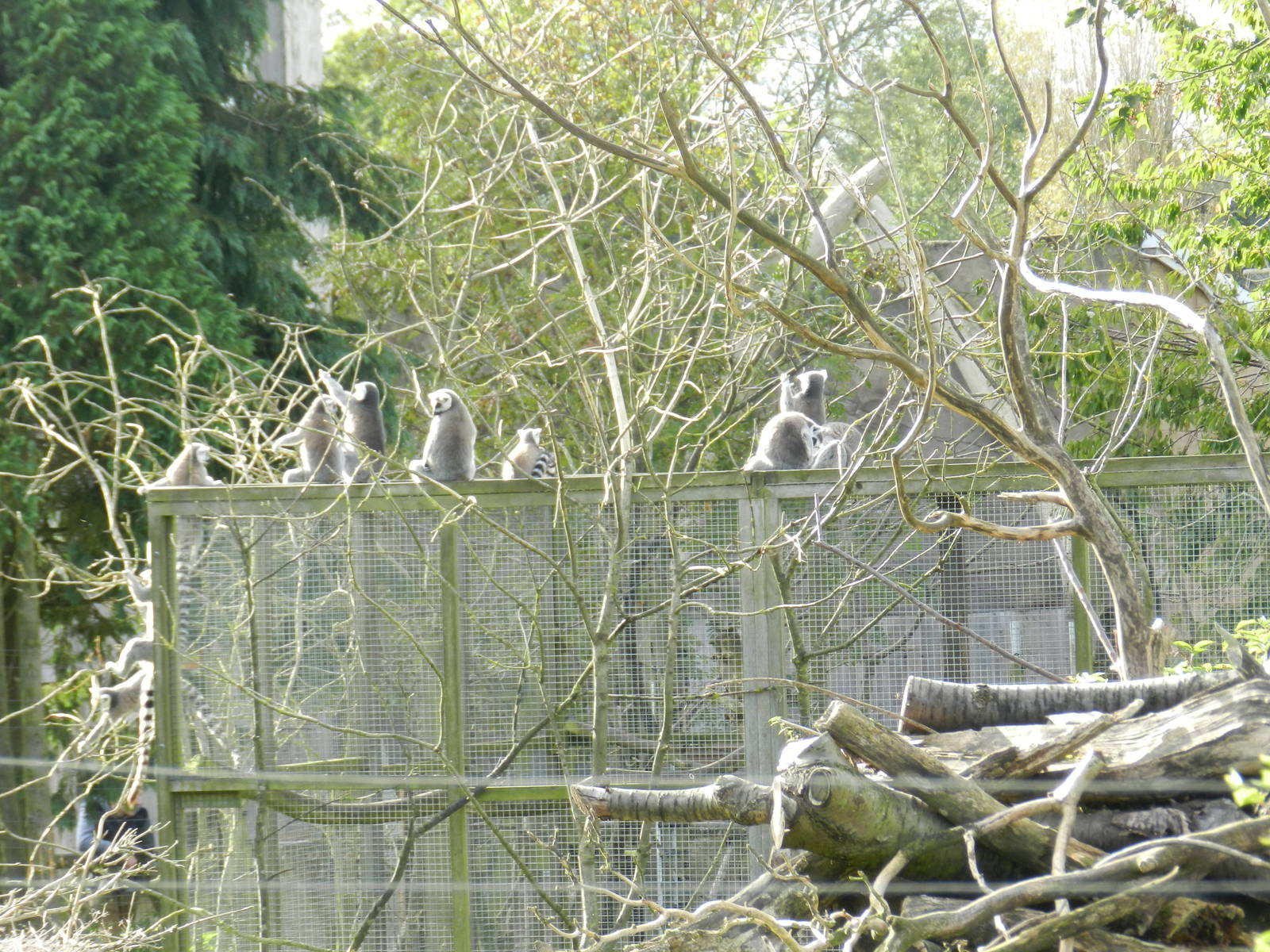 Ring-tailed Lemurs at Flamingo Land - 14/10/2012