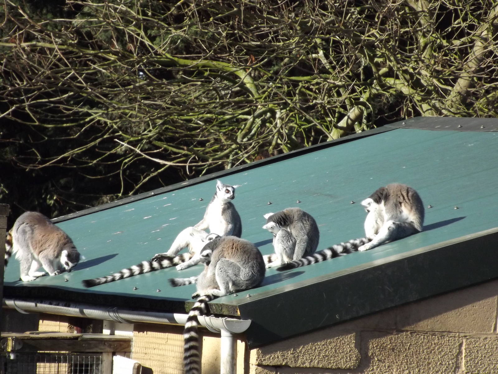 Ring tailed Lemurs at Flamingoland 19/02/12