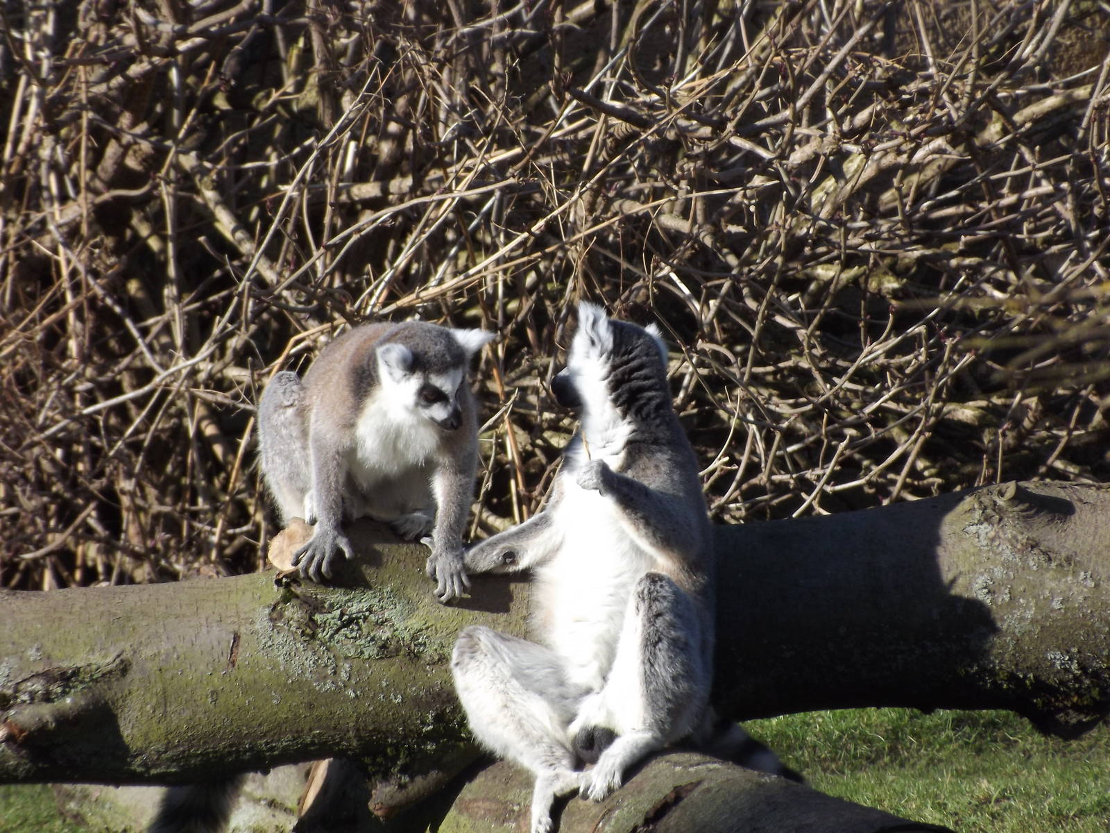 Ring tailed Lemurs at Flamingoland 19/02/12