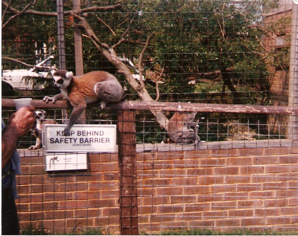 Ring-tailed lemurs at Gatwick Zoo, 20 May 1990