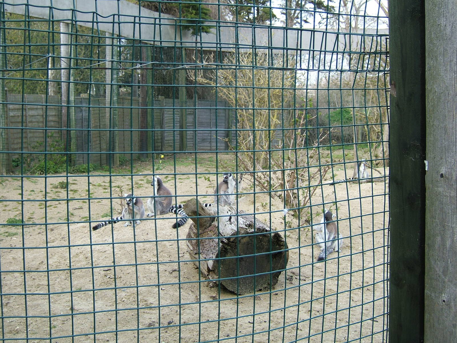 Ring-tailed lemurs at Isle of Wight Zoo, 5 April 2010