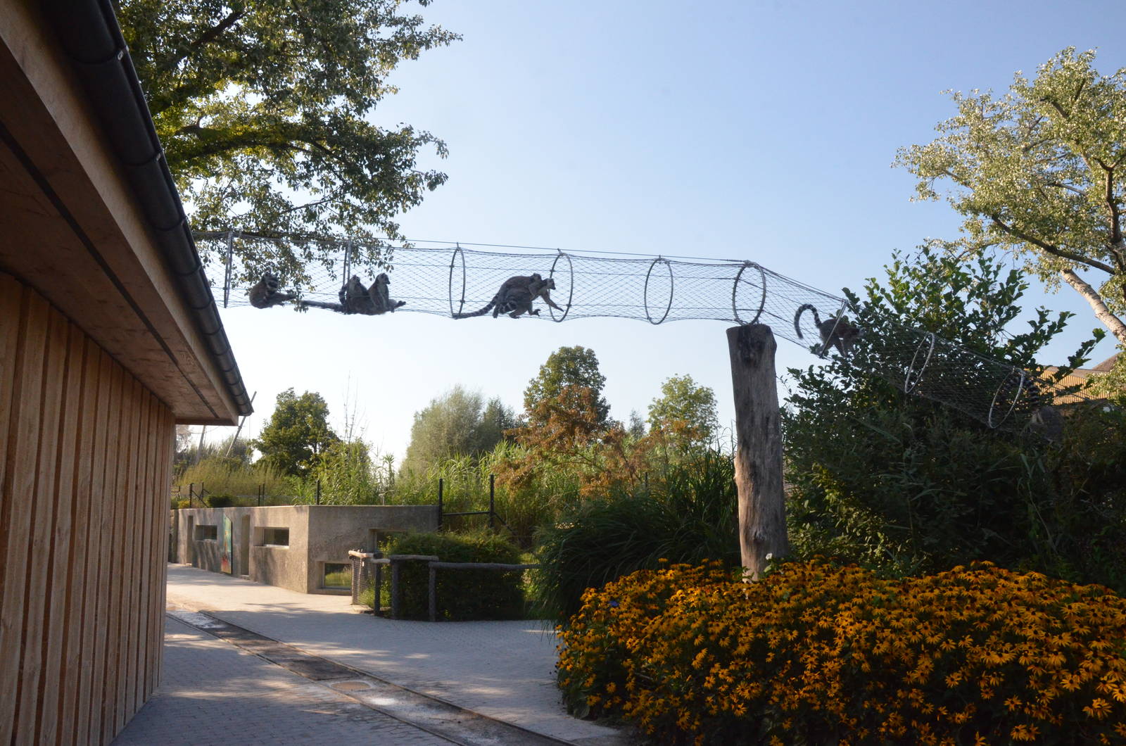 Ring-tailed Lemurs at Knie Kinderzoo, 11/09/16