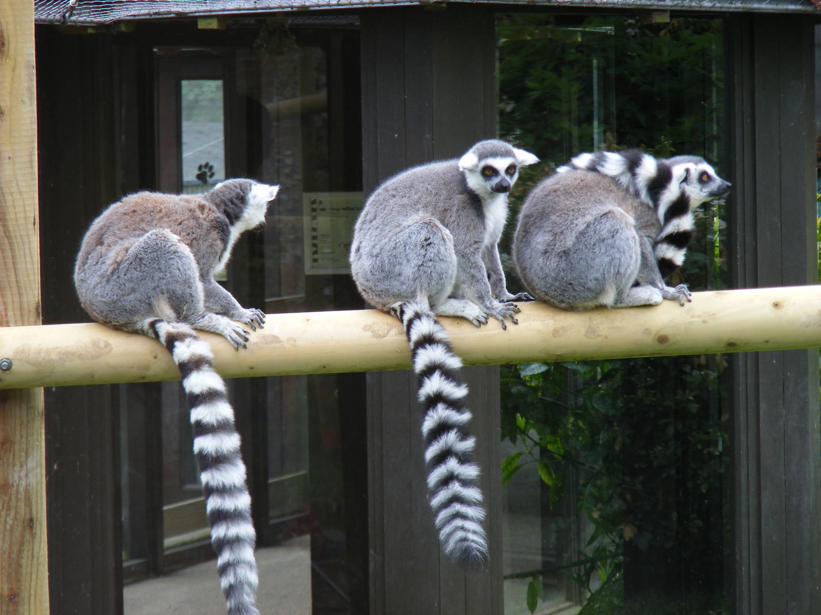 Ring-tailed lemurs at Marwell Wildlife, 9 May 2010