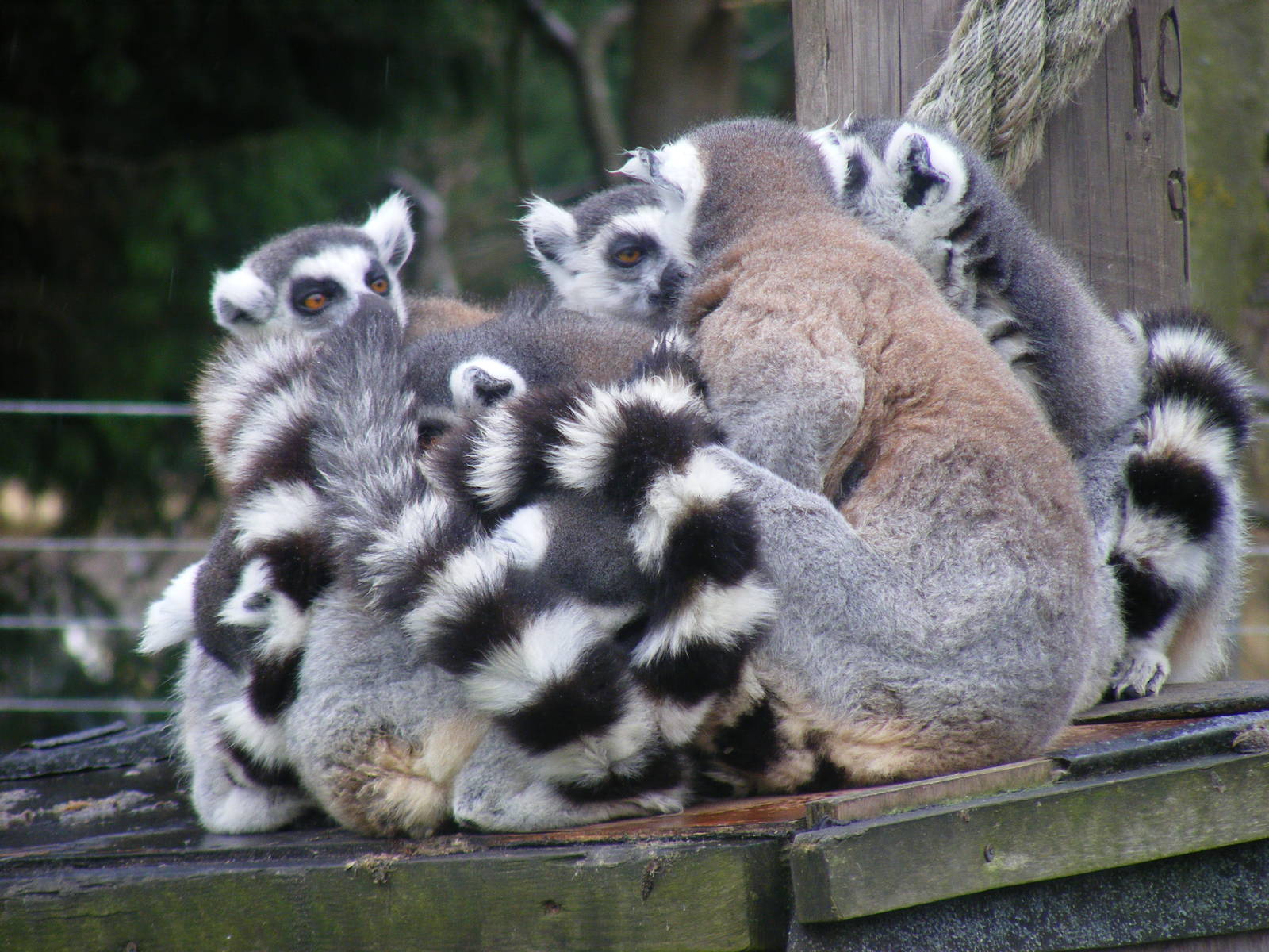 Ring-tailed lemurs at Wingham Wildlife Park, 2 April 2010