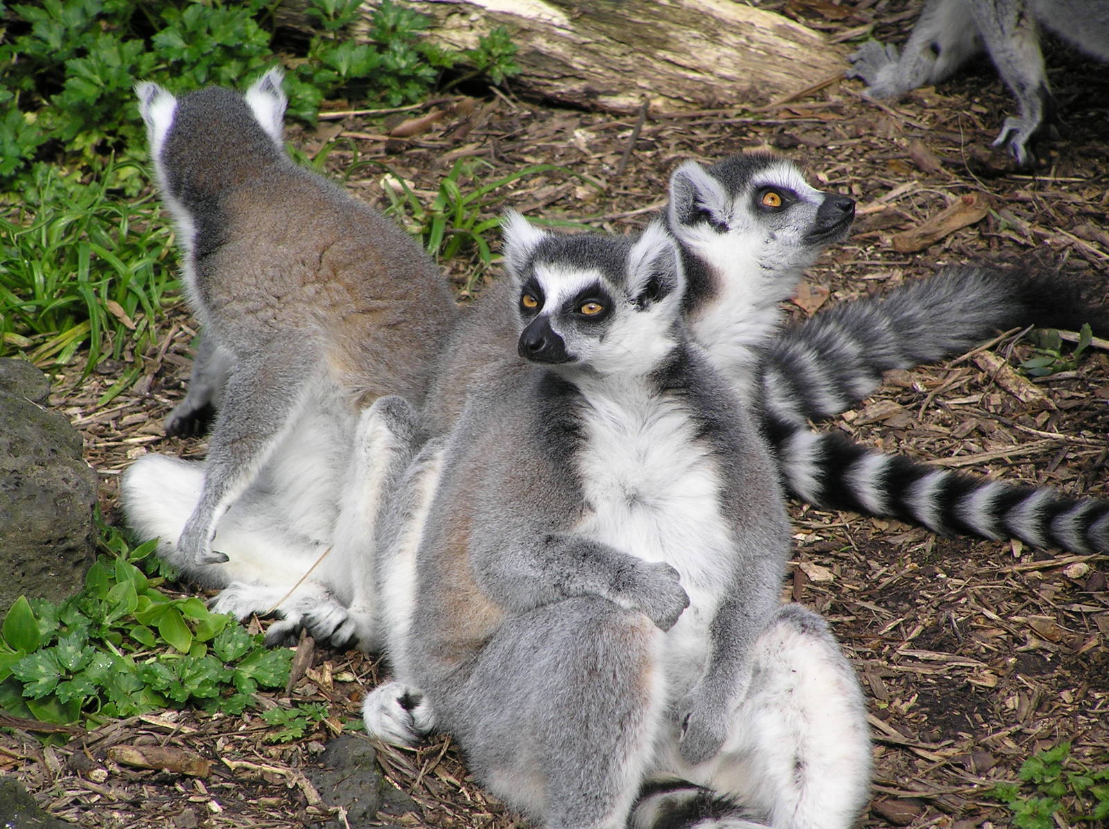 Ring-tailed lemurs- Auckland 04