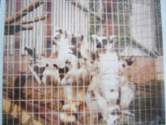 Ring-tailed Lemurs. August 1984.