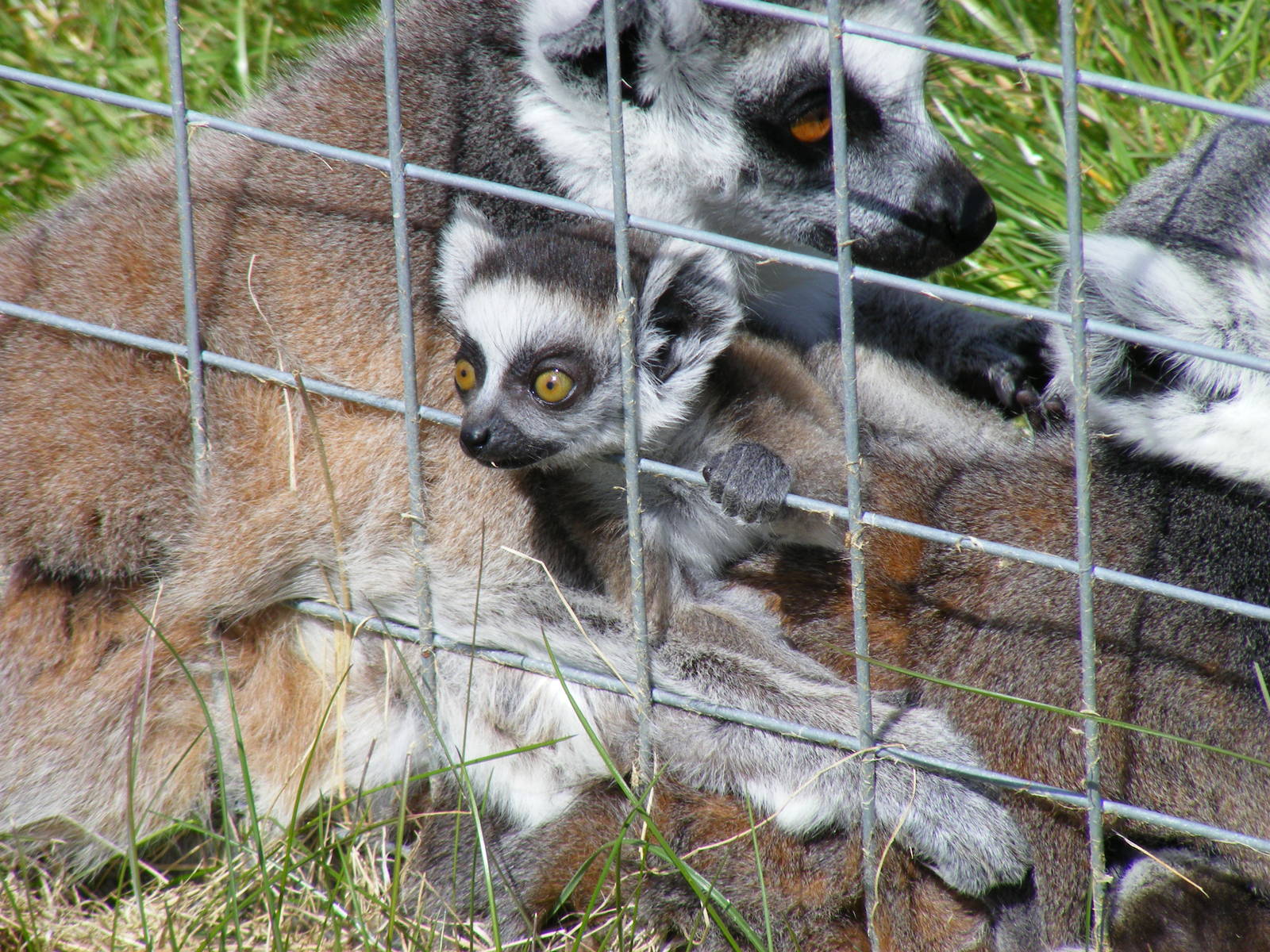 Ring-tailed lemurs baby at Trotters World of Animals, 15 May 2010