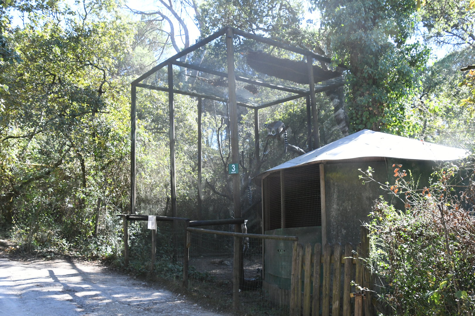 Ring-tailed Lemurs cage