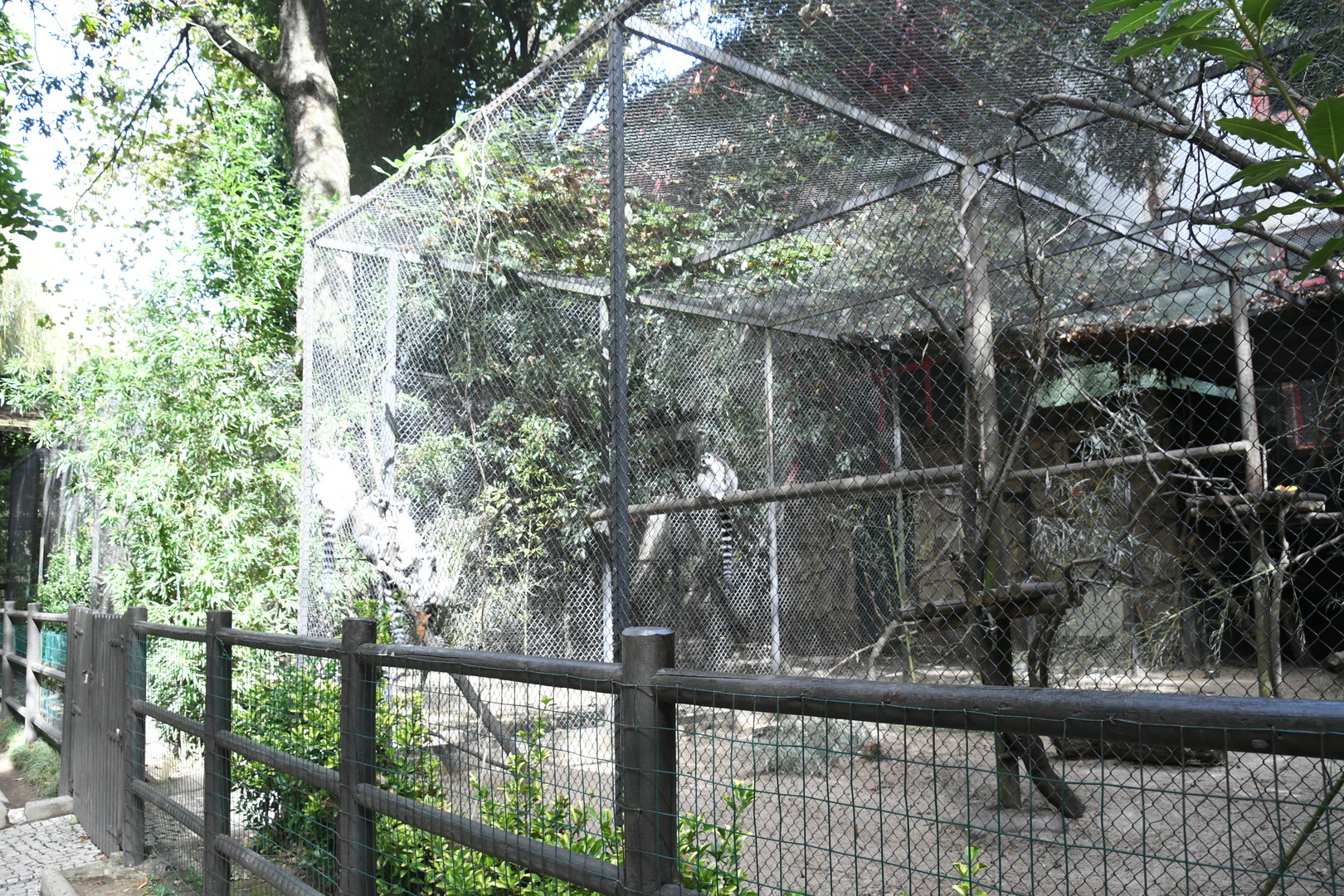Ring-tailed Lemurs cage