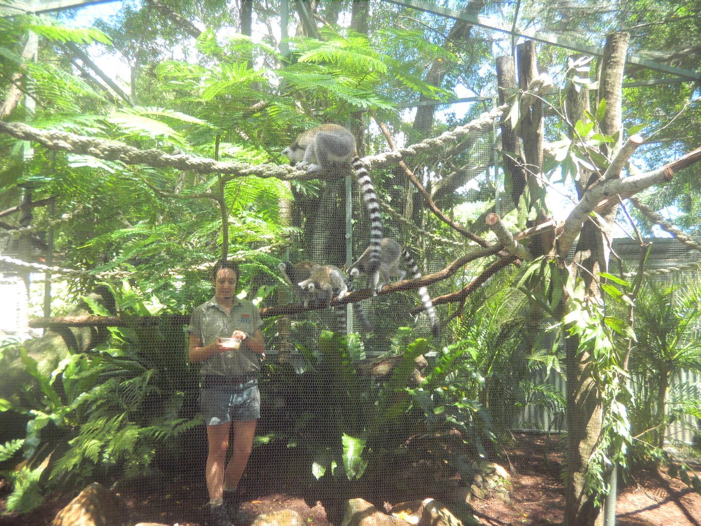 Ring-tailed Lemurs - Cairns Tropical Zoo 2011