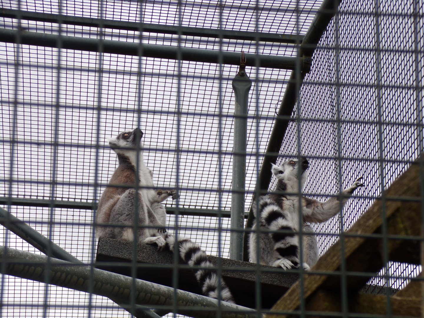 Ring-tailed lemurs calling 12.4.24