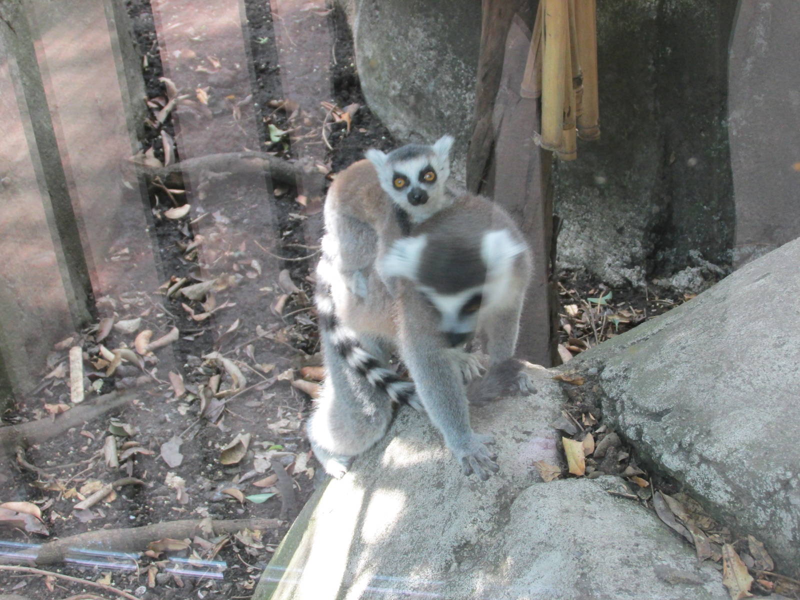 ring tailed lemurs chapultepec zoo