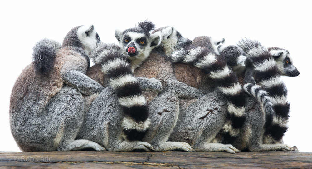 Ring-tailed lemurs : Cotswold WP : 27 Jun 2014