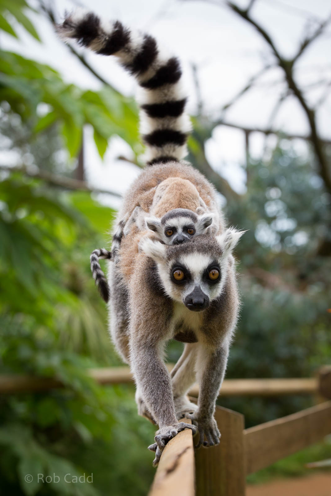 Ring-tailed lemurs : Cotswold WP : 27 Jun 2014
