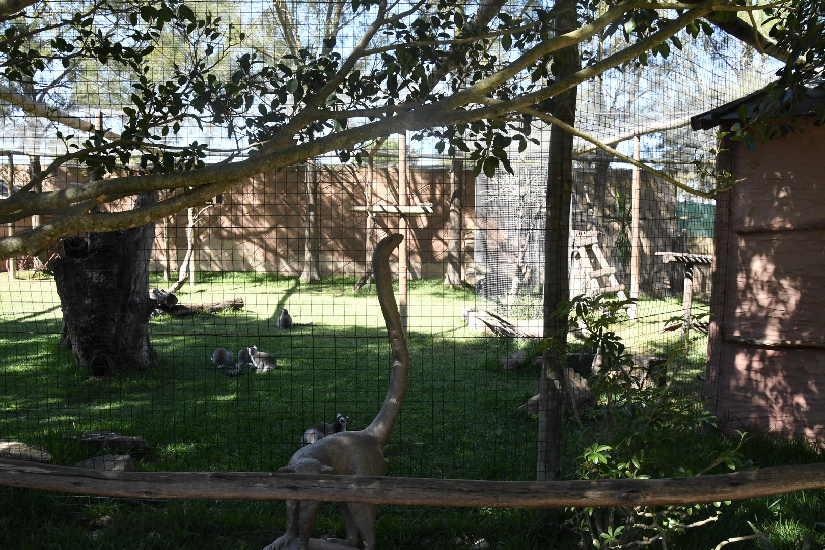 Ring-tailed Lemurs exhibit