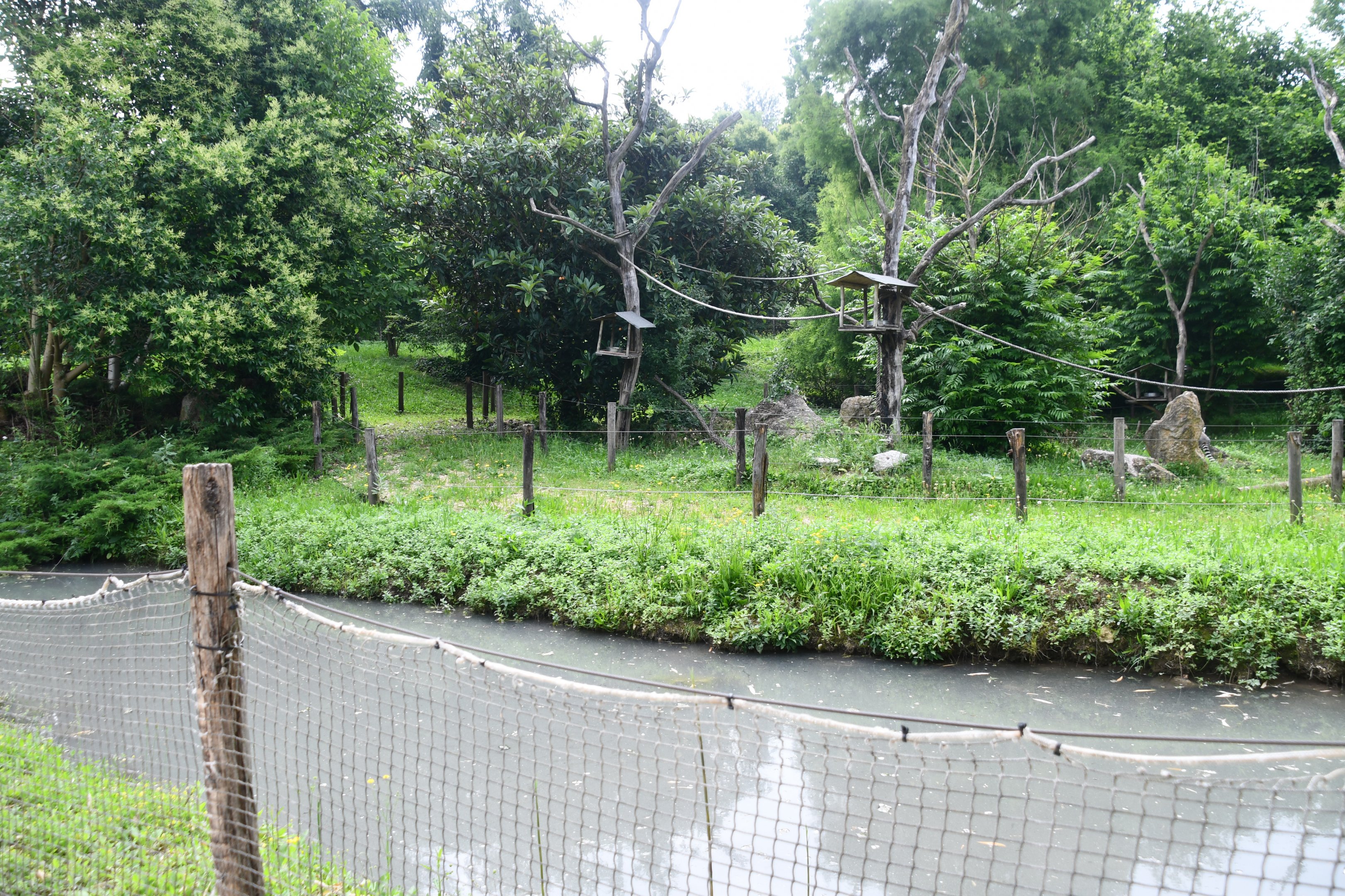 Ring-tailed Lemurs exhibit