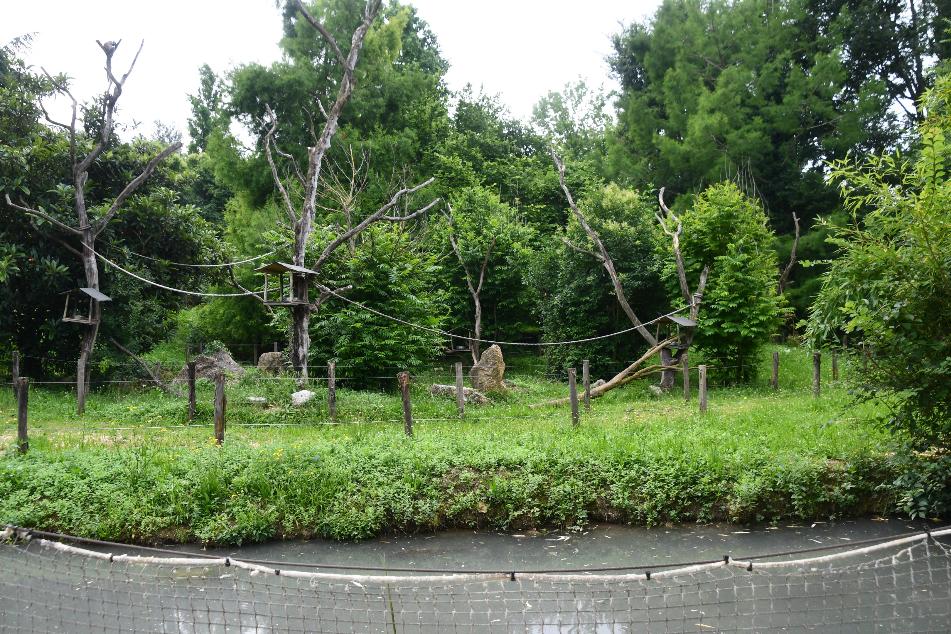 Ring-tailed Lemurs exhibit