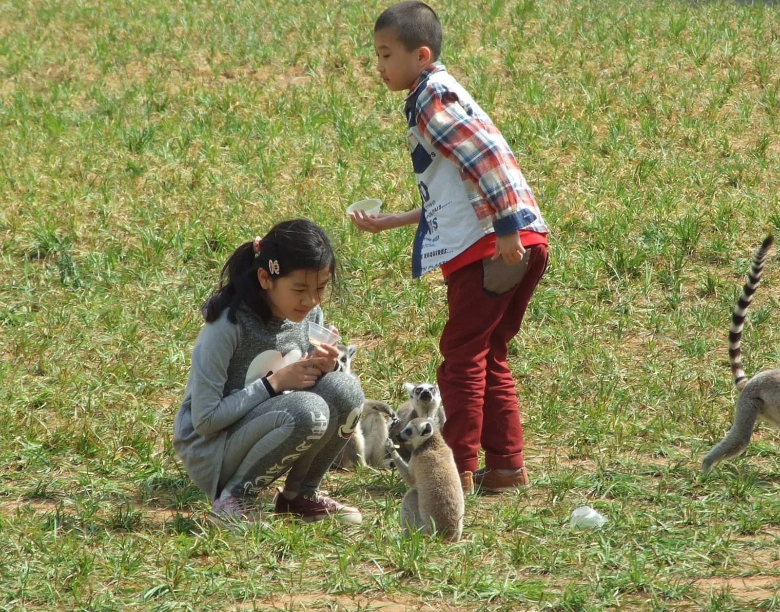 Ring-tailed lemurs feeding