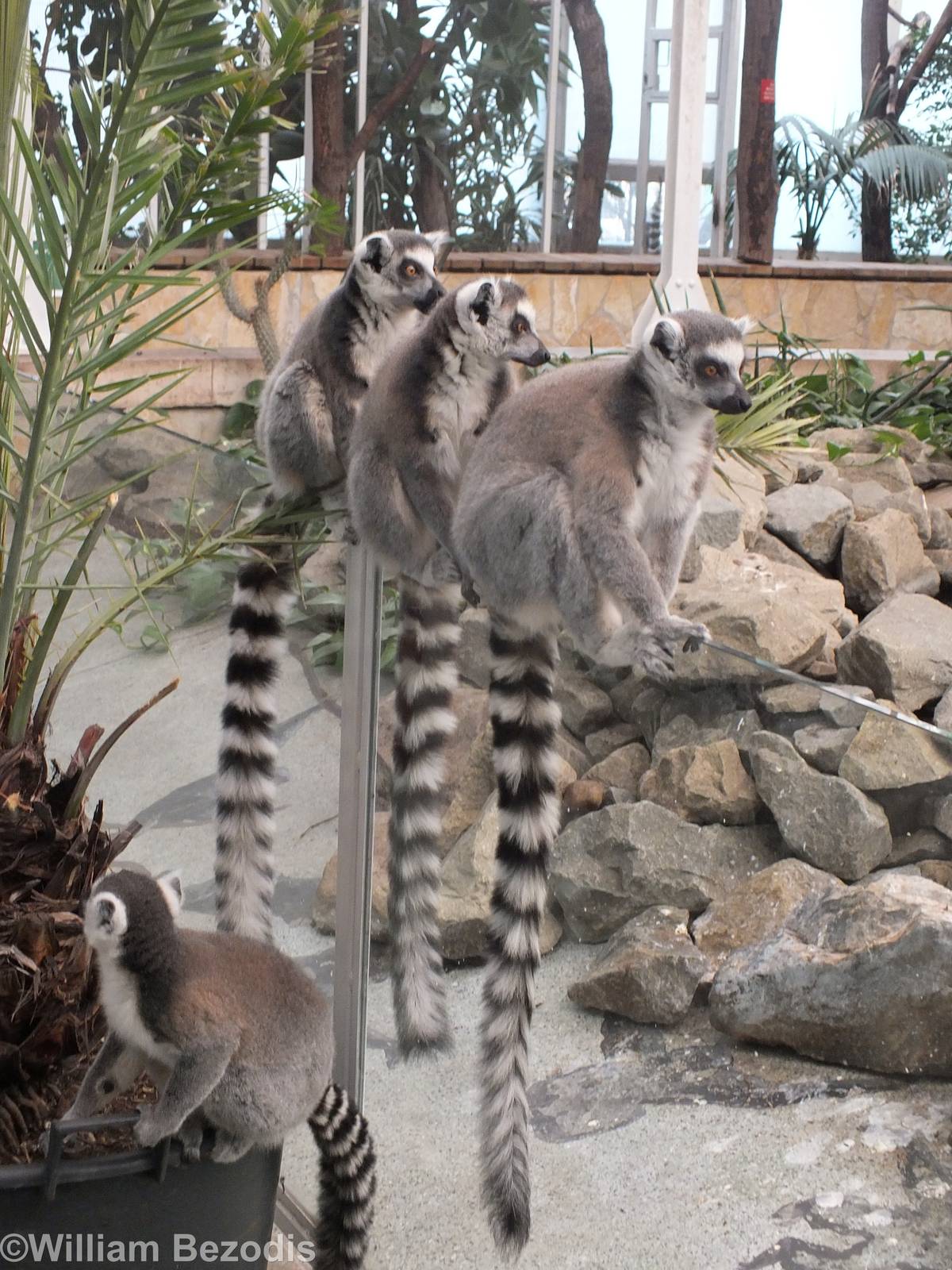 Ring-tailed lemurs - free ranging in primate house