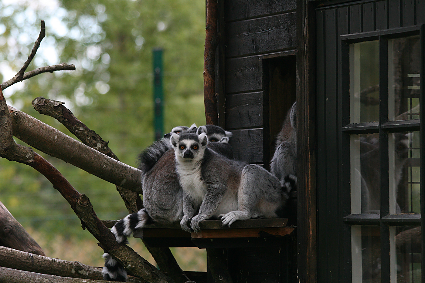 Ring-tailed lemurs - Furuvik