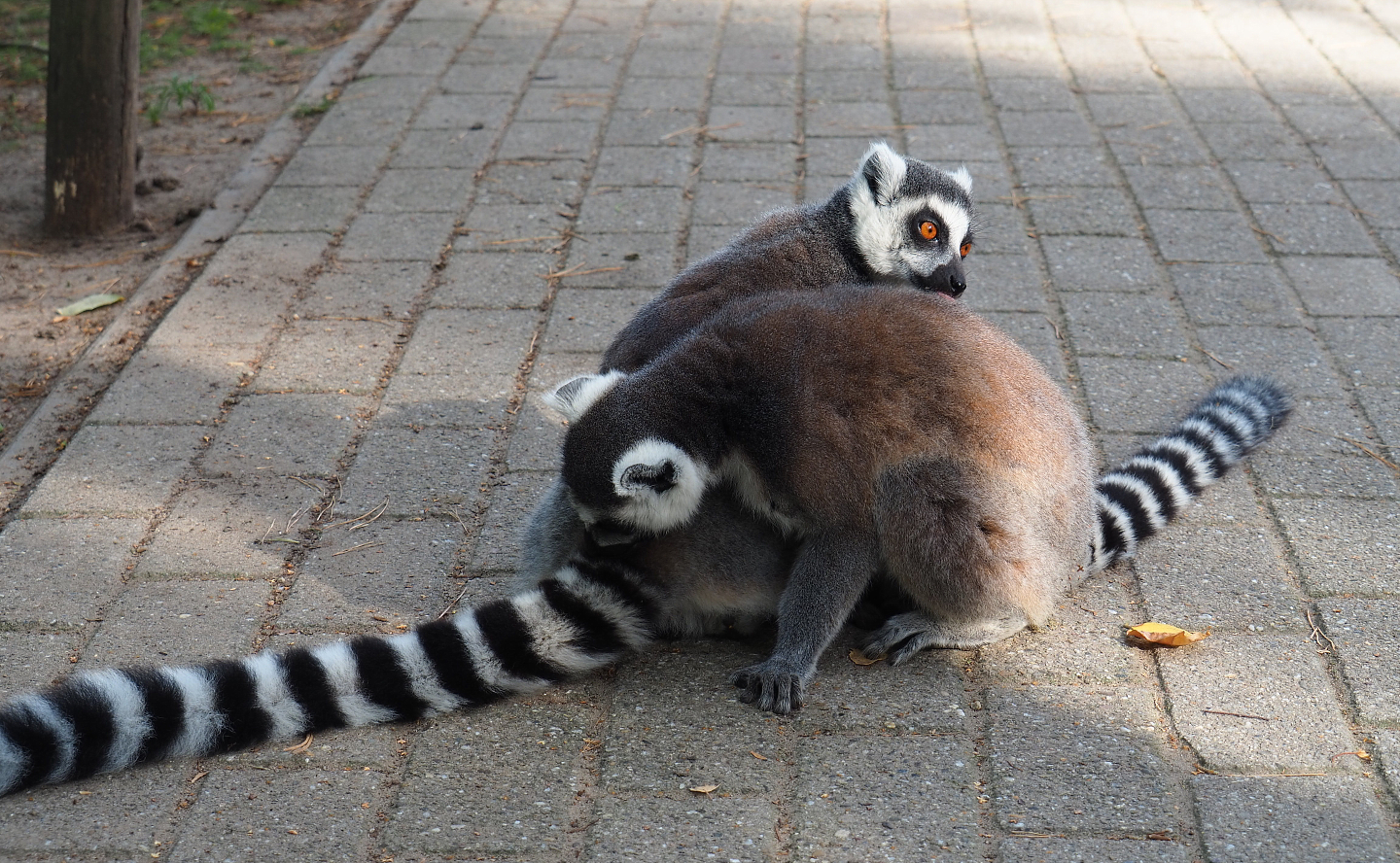 Ring-tailed lemurs grooming each other (Lemur catta), 2019-09-15