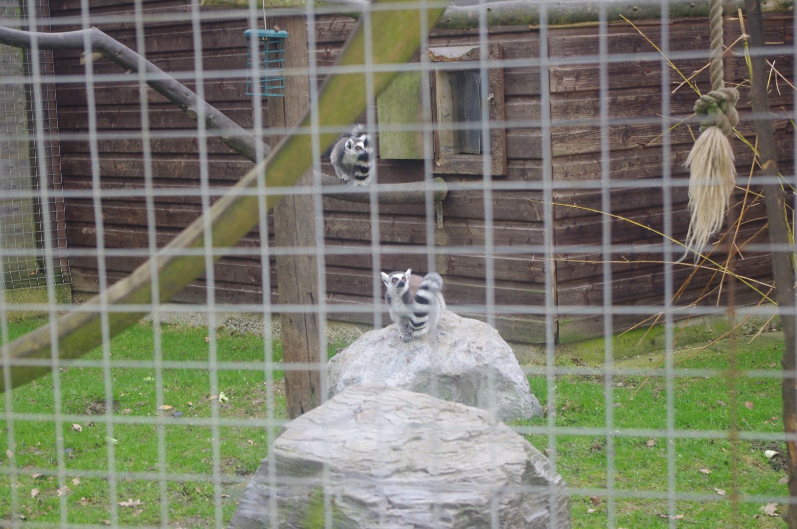 Ring-Tailed Lemurs- Hamerton Zoo Park 6/3/2022